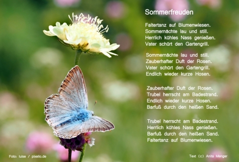 Fotogedicht: Sommerfreuden (c) Anita Menger / Motiv: Falter auf Blumenwiese