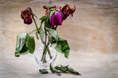 Vase mit verwelkenden Rosen