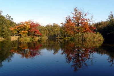 Herbst - Bäume am See