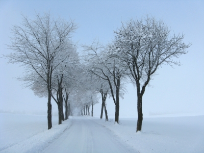 Allee im Winter verschneit