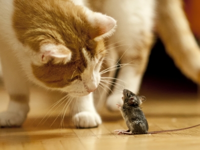 Katze und Maus 