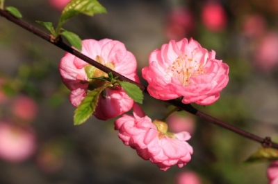 rosafarbene Blüten an Zweig