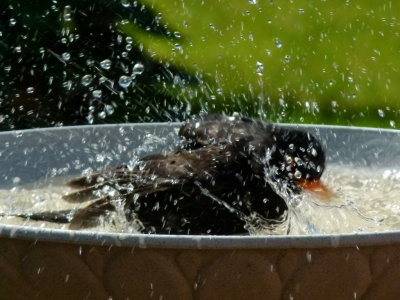 Fotogedicht: Amsel beim Baden