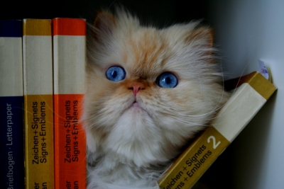 Katze im Bücherregal