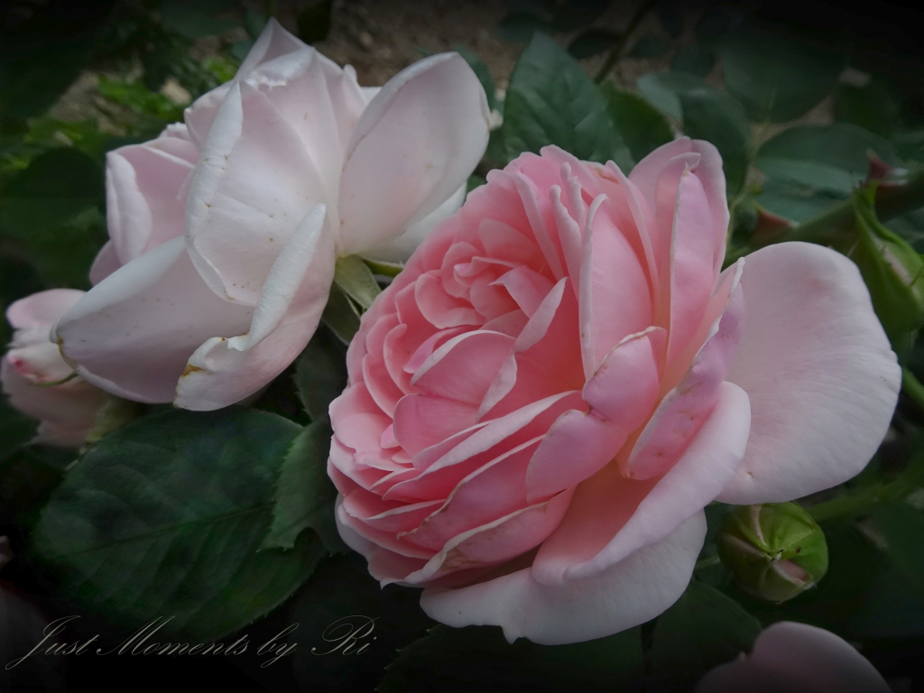 Rosen im Garten