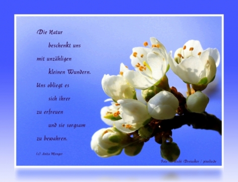 Blütenzweig - Spruch: Die Natur beschenkt uns ...