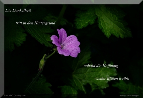  Spruch: Hoffnung (c) Anita Menger / Motiv:  Kleine Blüte im Schatten