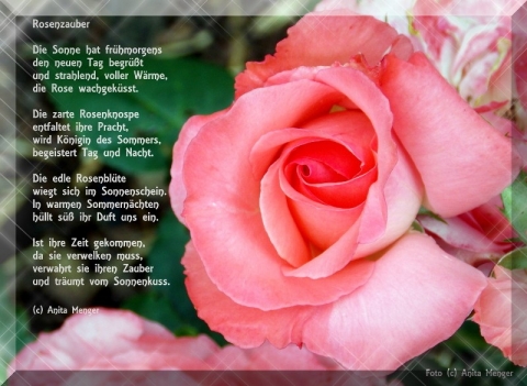 Fotogedicht Rosenzauber / Motiv Rose rosafarben