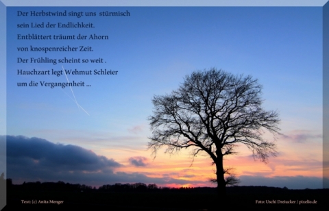 Fotogedicht: Der Herbstwind - Kahler Baum / Sonnenuntergang