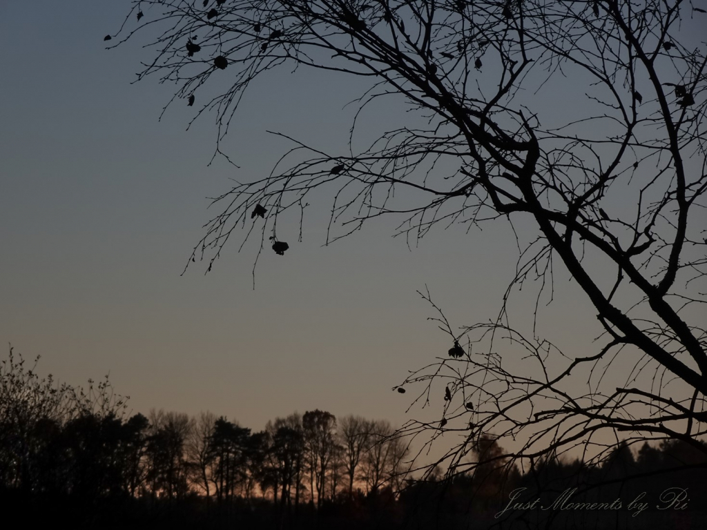 Novembergrau