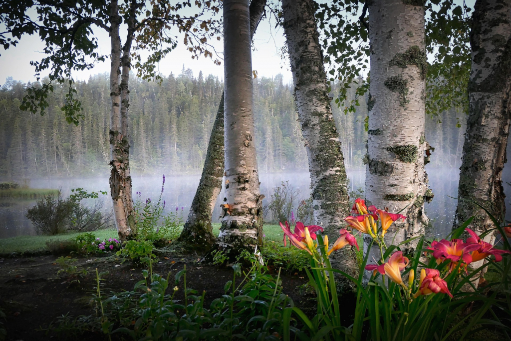 Birken und leuchtende Blumen
