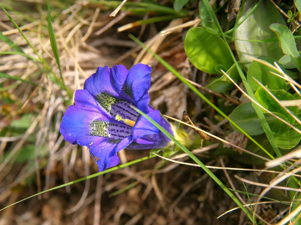 Enzianblüte