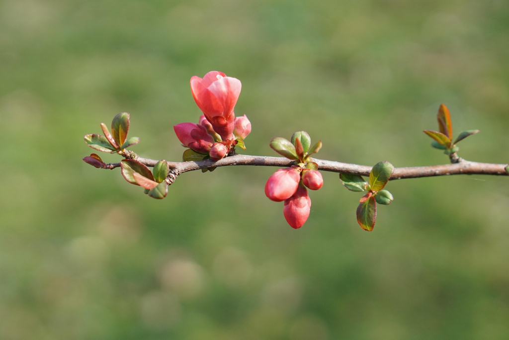 Zweig mit rötlichen Knospen