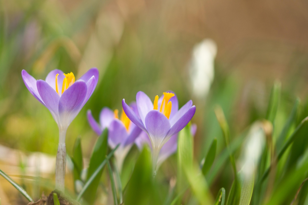 Krokusse 