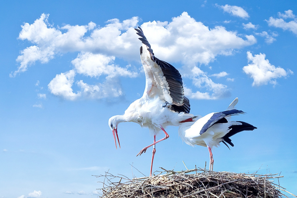 Störche im Nest