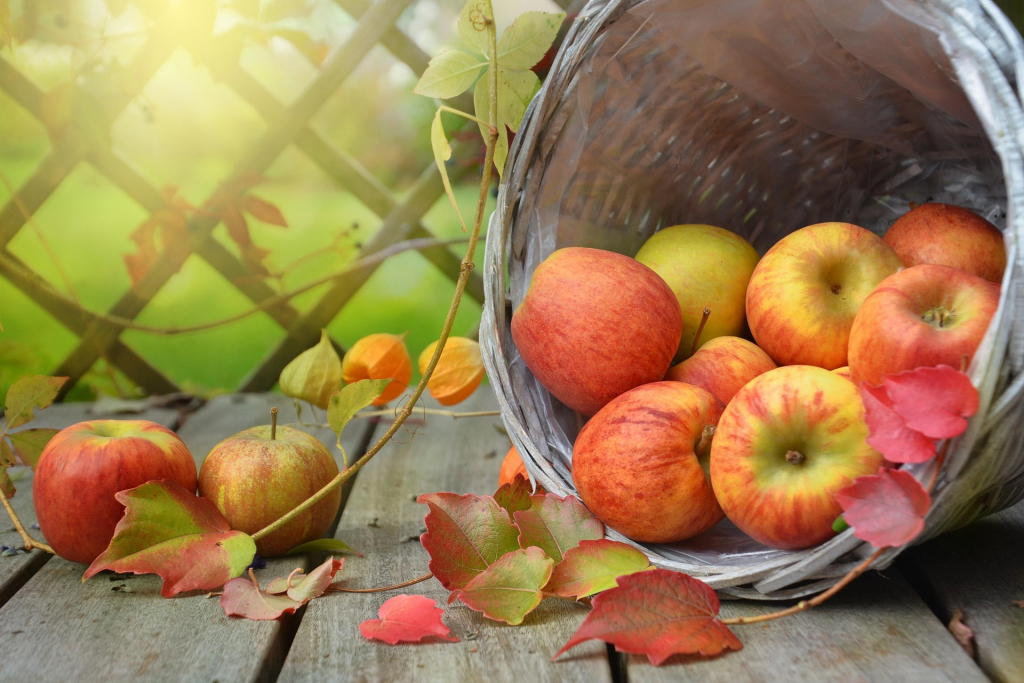 Gekippter Apfelkorb mit Äpfeln und Herbstblättern