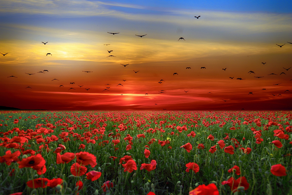 Sonnenuntergang über Mohnblumenfeld
