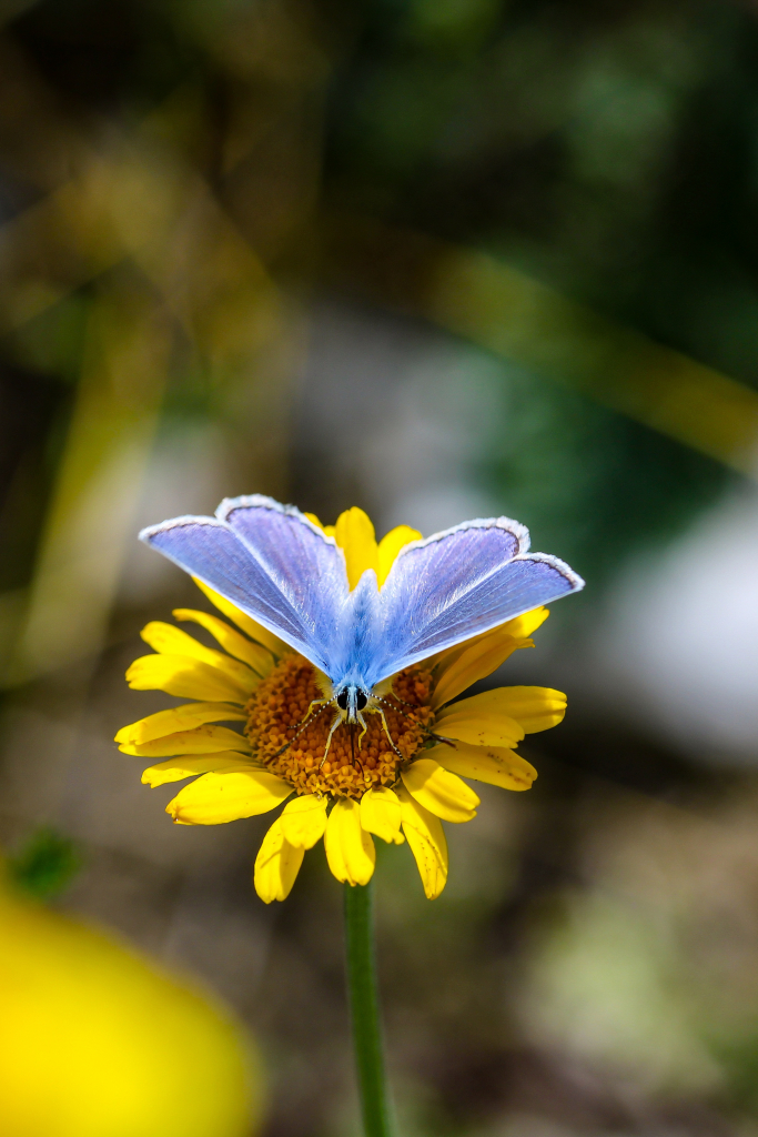 Bläuling auf gelber Blüte