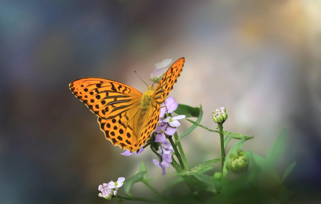 Schmetterling auf Blüte