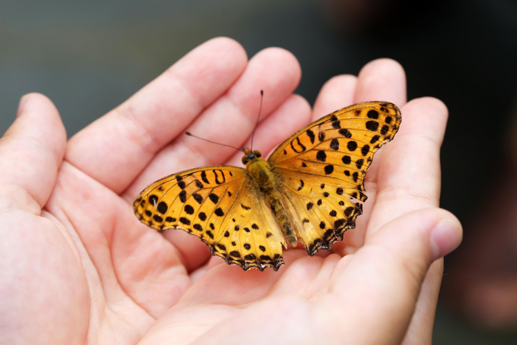 Schmetterling in offenen Händen