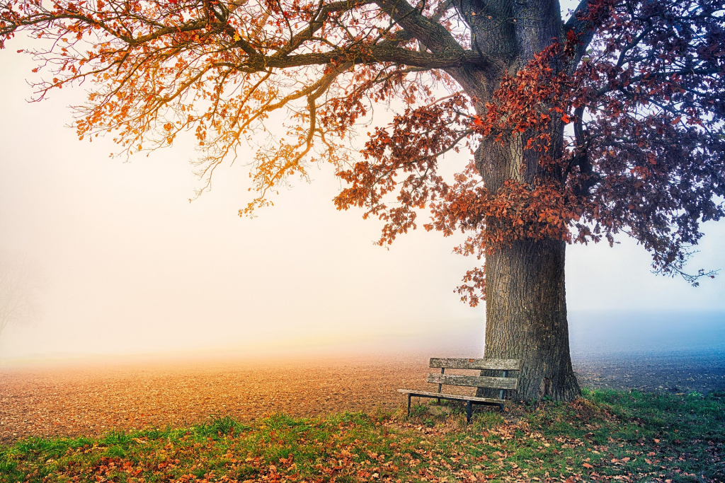 Herbstlandschaft - Bank am Baum