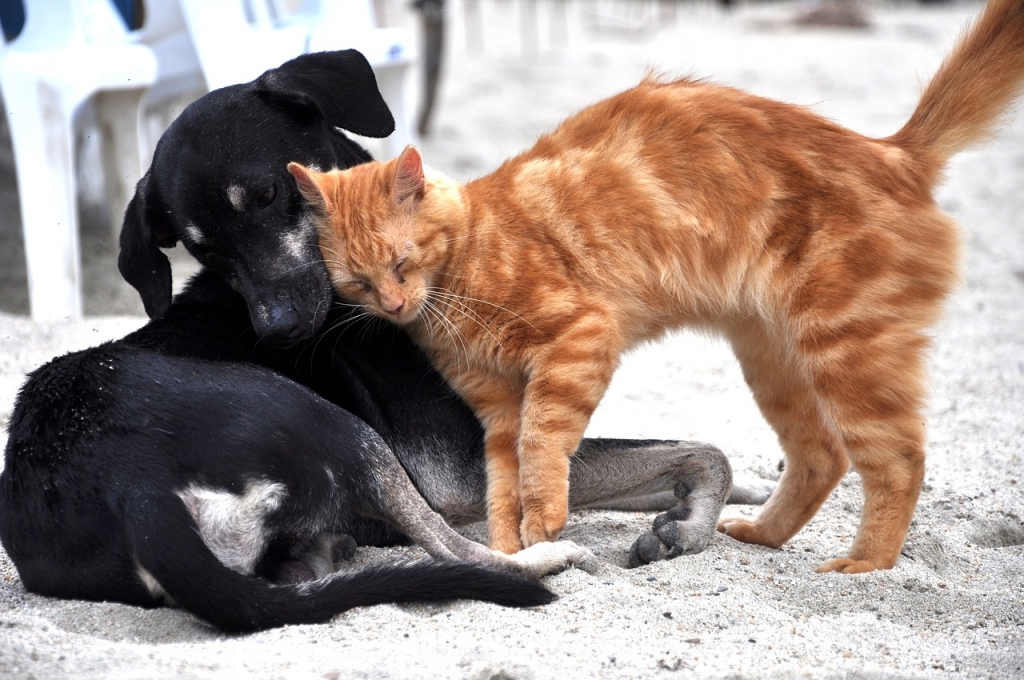 Katze kuschelt mit Hund