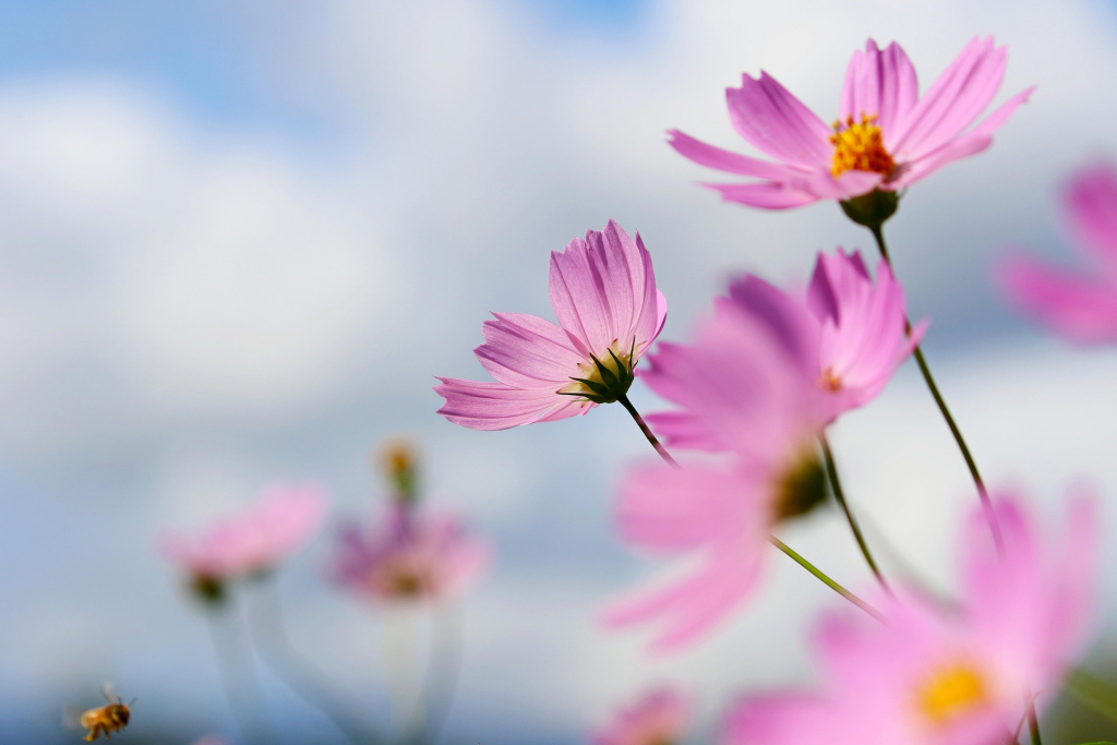 Rosafarbene Herbstblumen im Wind