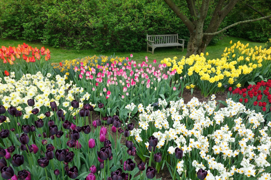 Park mit blühenden Tulpen und Narzissen