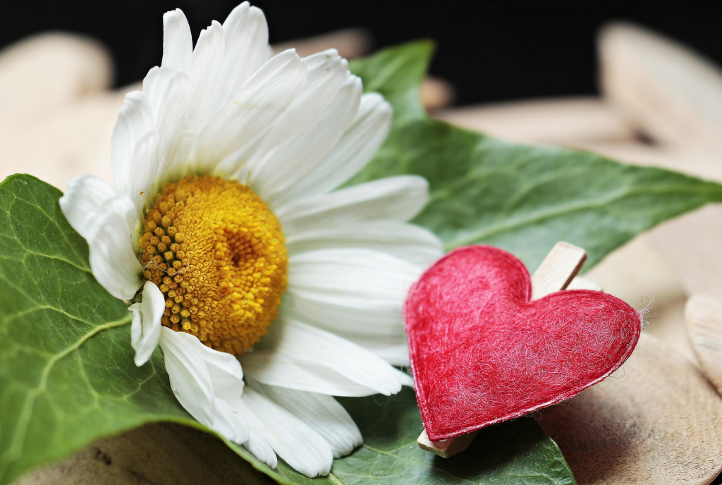 Muttertag Margerite mit Herz