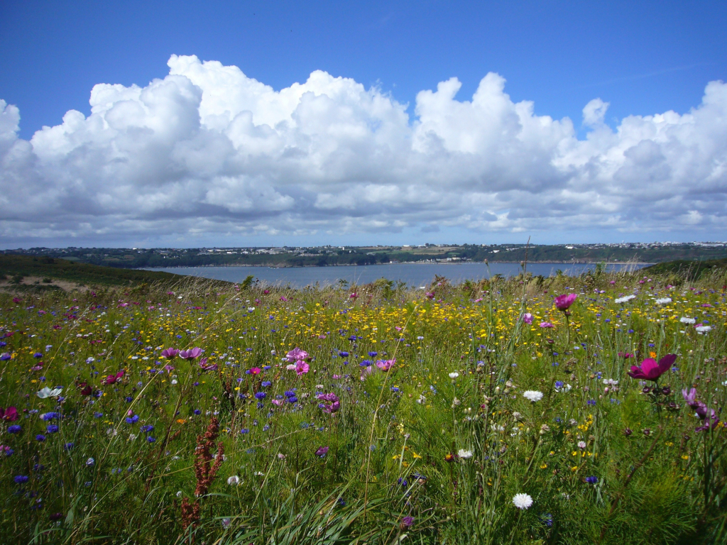Sommer-Blumenwiese vor einem See