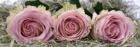 3 rosafarbene Rosen