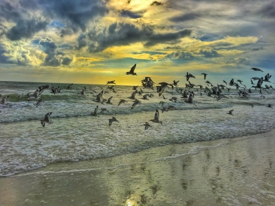 Vogelschwarm am Meer