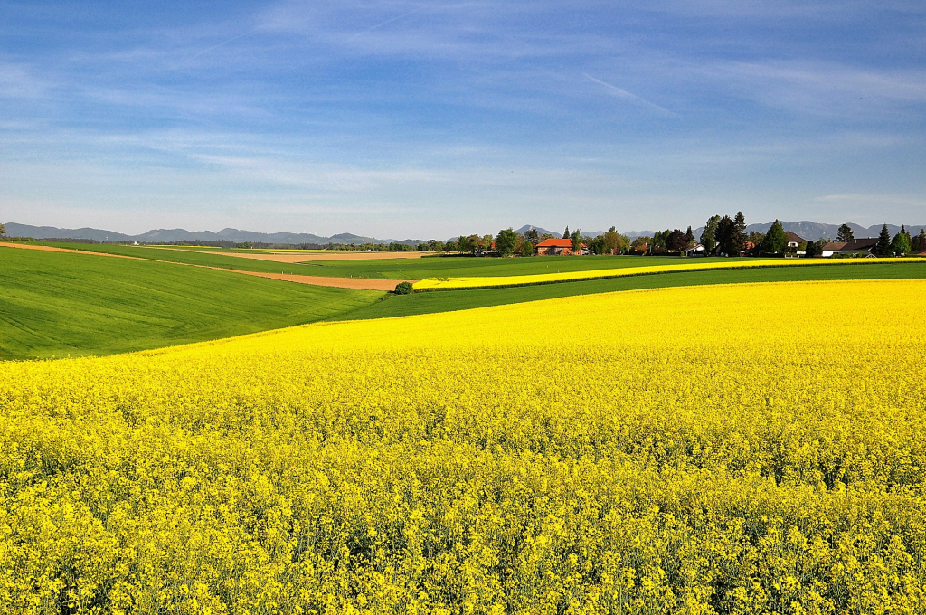 Blühendes Rapsfeld