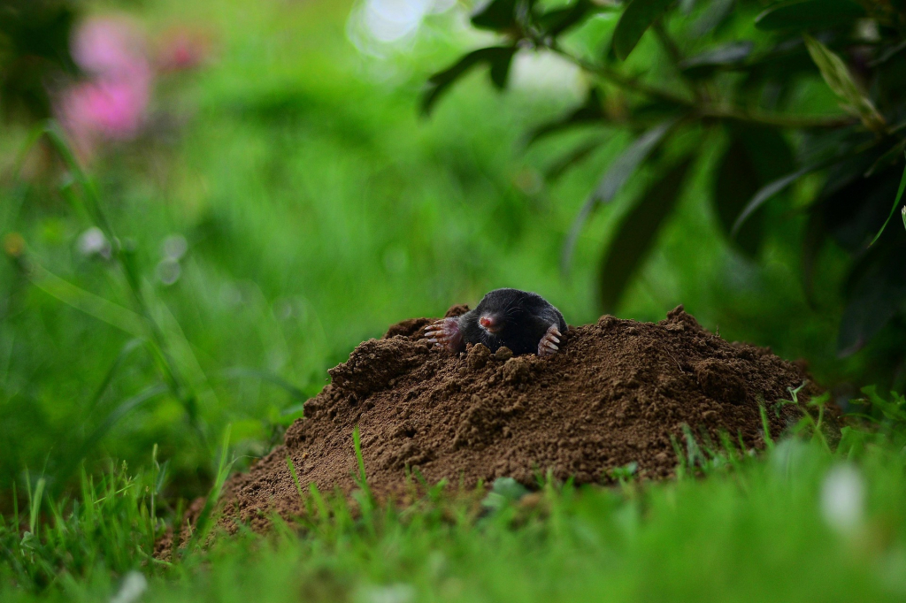 Maulwurf im Garten