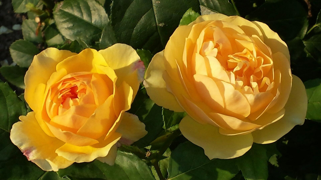 Gelbe Rosen im Sonnenlicht