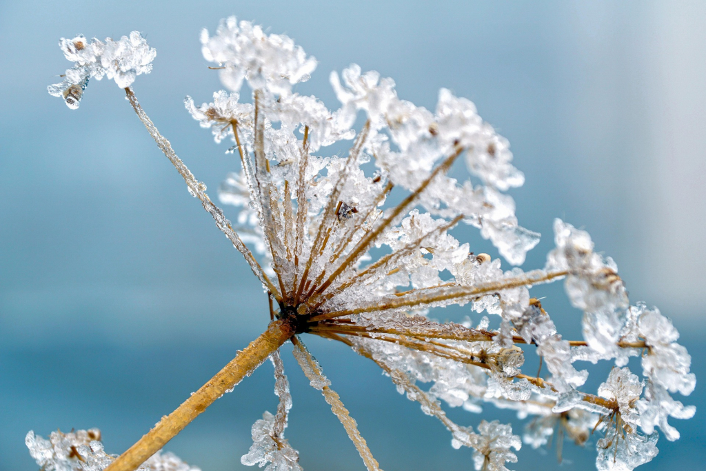 Frostgebilde