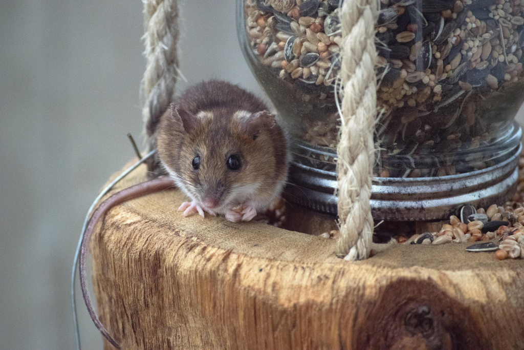 Maus an Futterstation