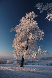 Baum im Winter mit Schnee bedeckt