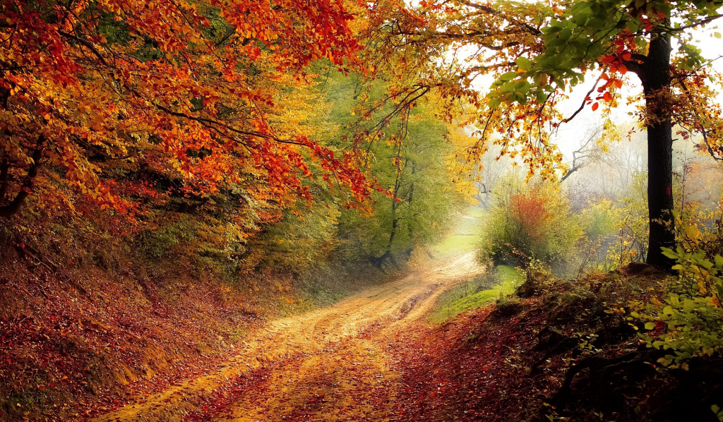 Herbstlandschaft mit Waldweg