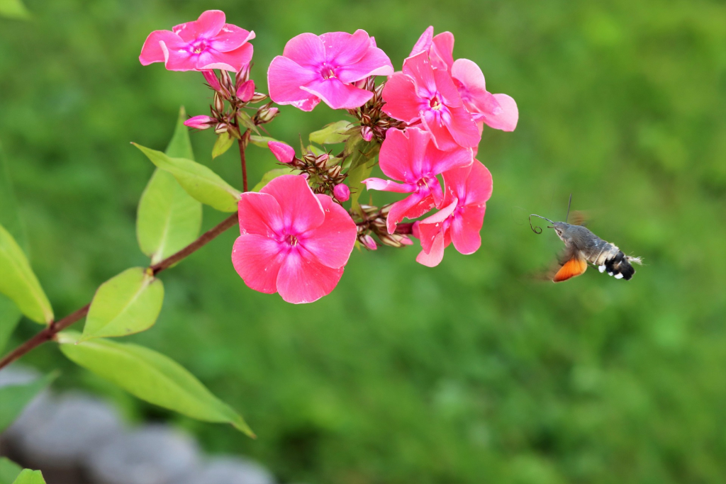 Taubenschwänzchen an Phlox