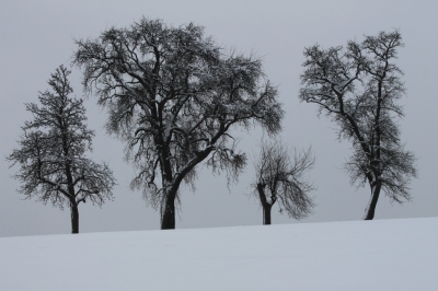 Kahle Bäume im Winter